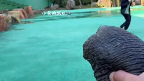 "🐘💦 Zookeeper Uses Elephant’s Trunk for a Splash Prank! 😂"