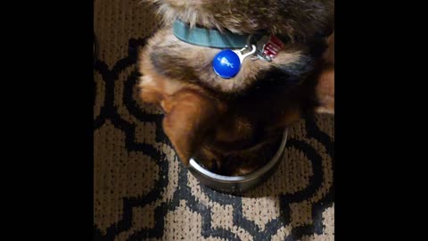 Retriever Cuts in Gravy.