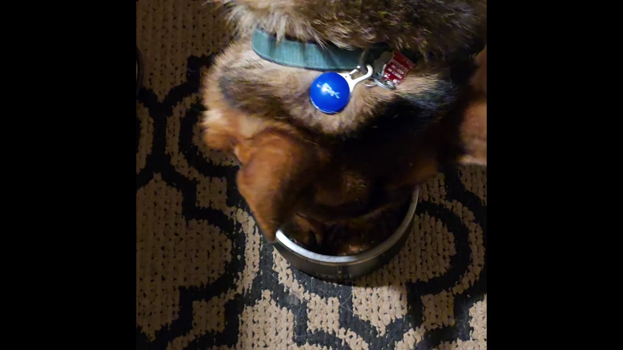 Retriever Cuts in Gravy.