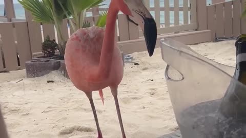 😂🦅 Flamingo's Brain Freeze! | FunFM