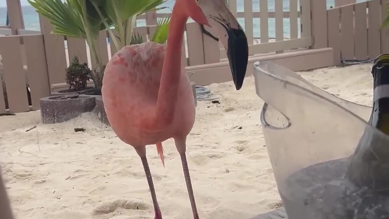 😂🦅 Flamingo's Brain Freeze! | FunFM