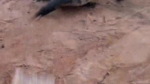 The crocodile is afraid of the shovel.