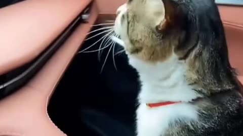 Cat Funny Videos