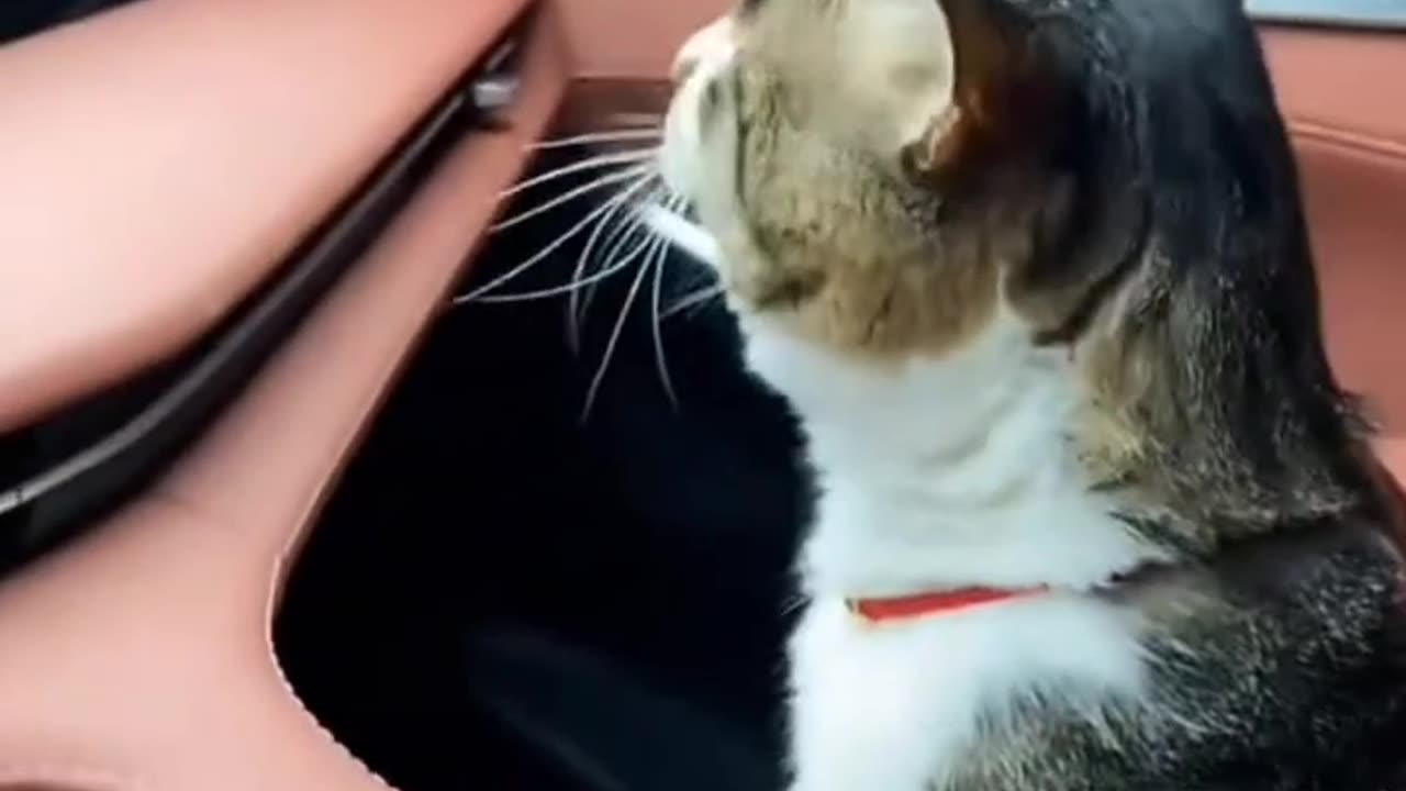 Cat Funny Videos