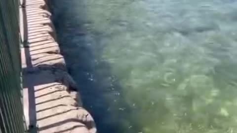 Fanatical feminist prevents a male duck from mating with the female because 'it wasn't consensual'.