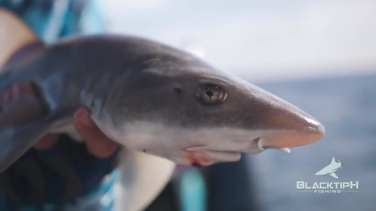 Giant Australian River Monster_part7