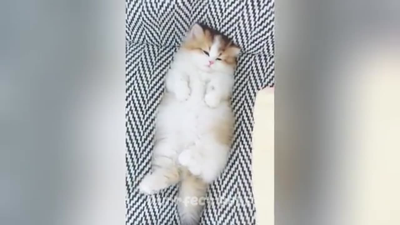 Try Not to Laugh - Funniest Cats and Dogs 2025 Compilation