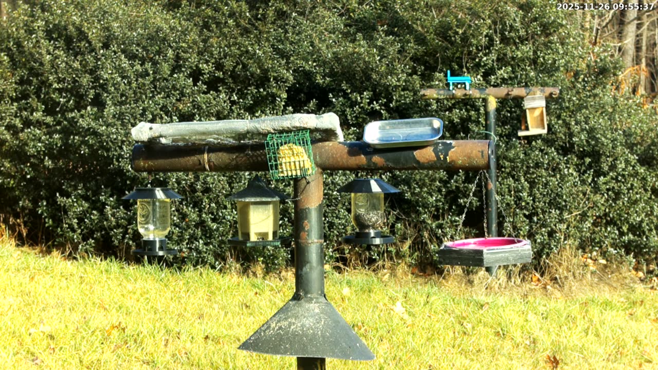 Bird Feeder in Western Maryland USA