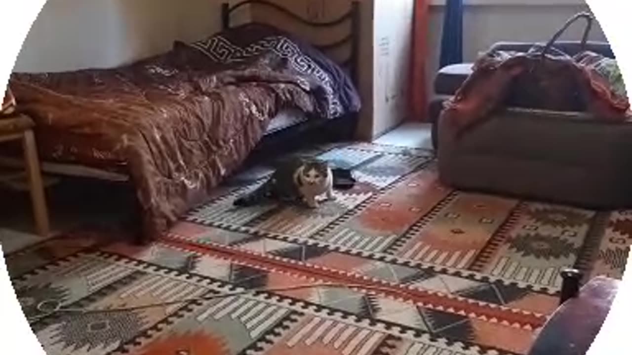 Sami is the goalkeeper #funnycatgame #catgames #fuunycat
