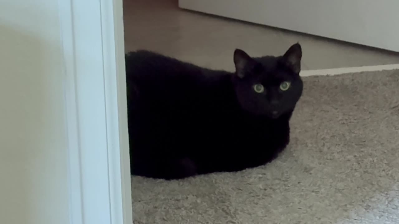 Cute Precious Piper Picks a Good Spot to Be a Security Guard - Adopting a Cat from a Shelter Vlog