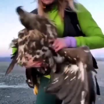 Silent Killers: The Dark Truth About Wind Turbines and Wildlife Massacre