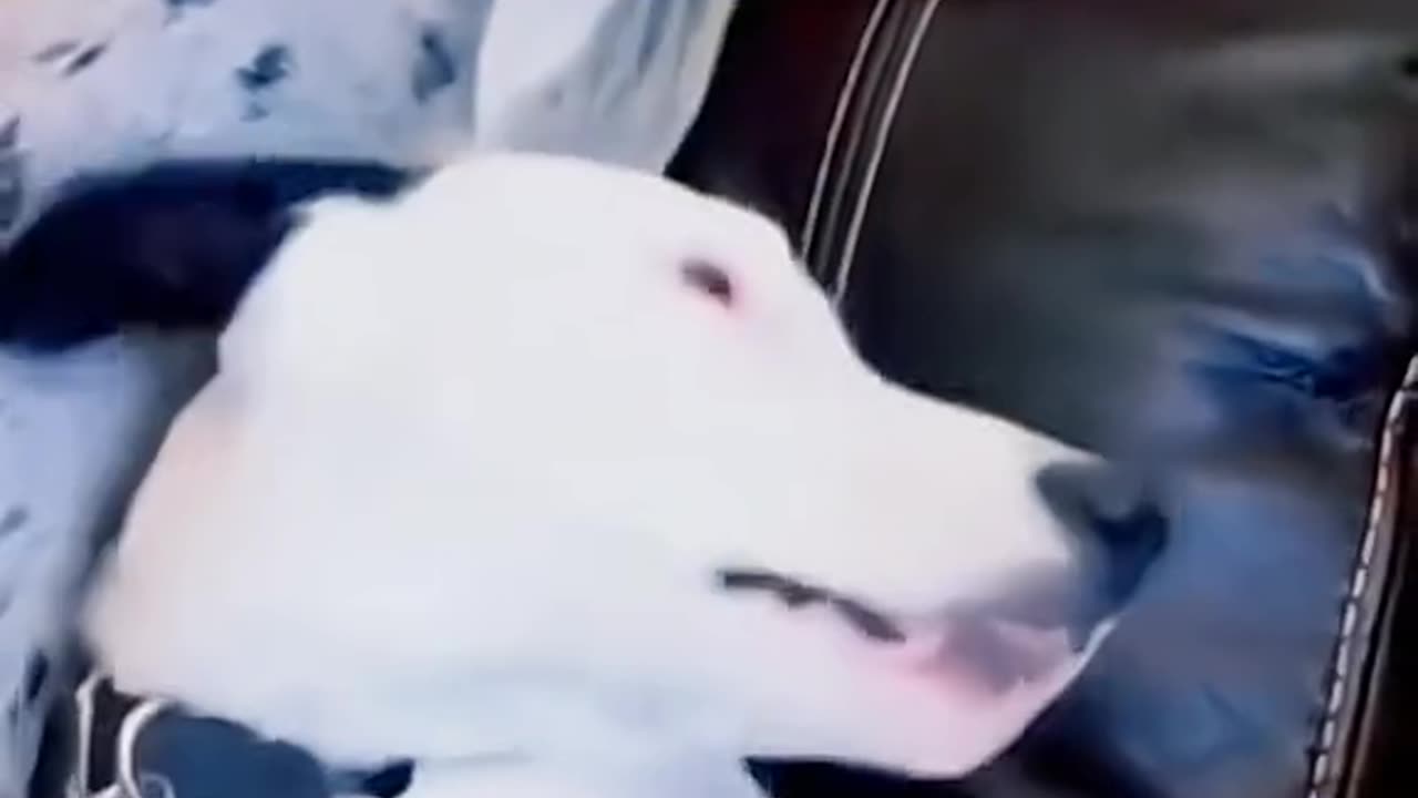 Funny Animals
