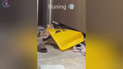 Funny animal videos Part 6