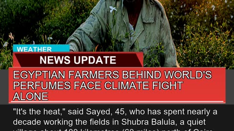 Egyptian Farmers Behind Worlds Perfumes Face Clim