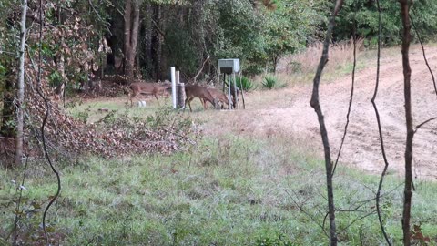 THE RUT BEGINS!