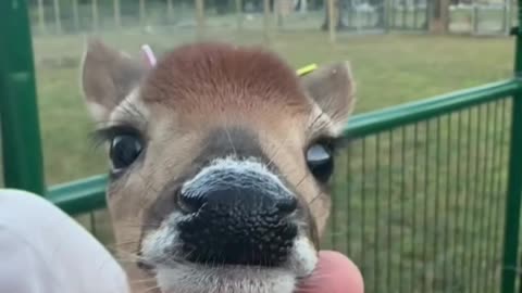 Sweet little deer 🦌