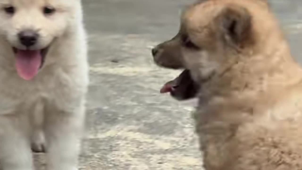 Cachorros lindos