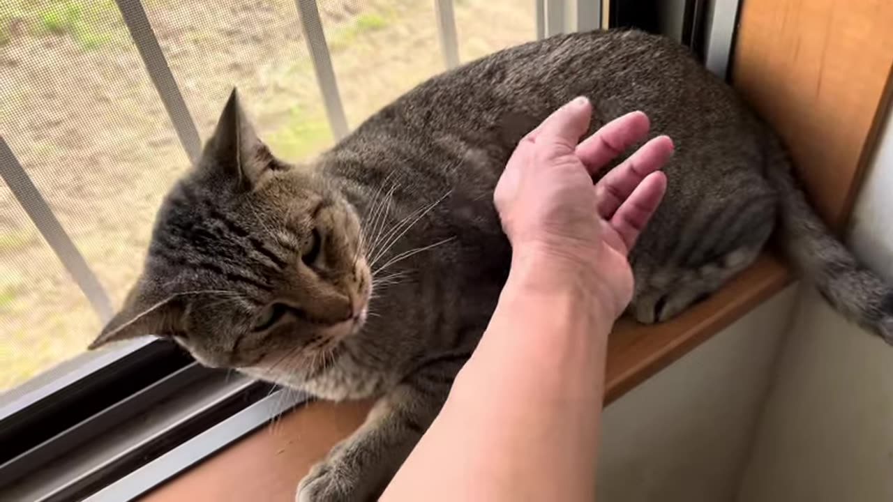 Cuttee Cat waiting for Cudle