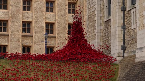 Blood-red ceramic poppies 'flow across’ Tower of London for VE Day
