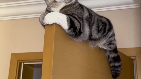 A cat with strong balance