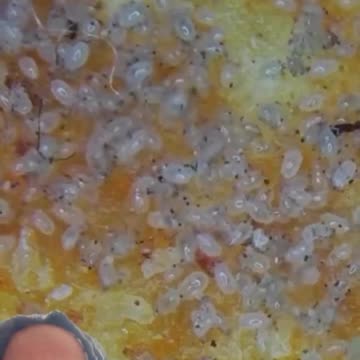 parasites in Doritos...