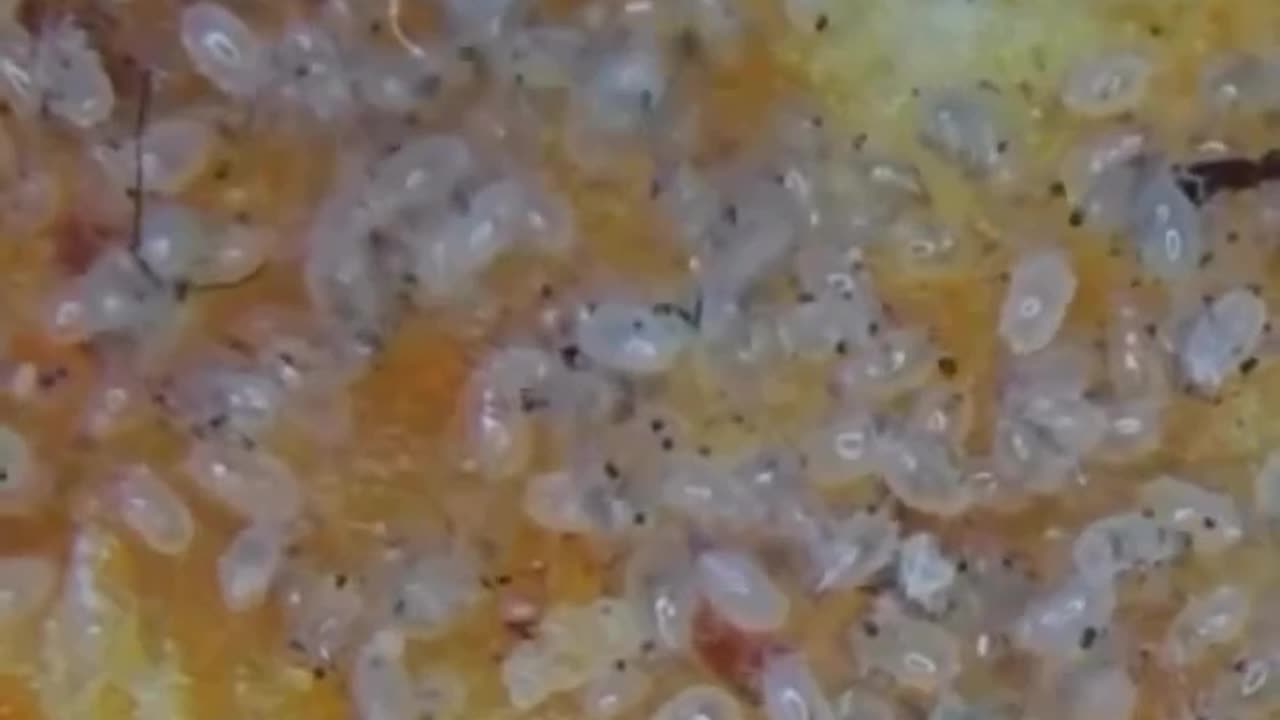 parasites in Doritos...