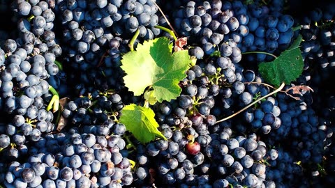 Discover the Top 10 Red Wines of Italy