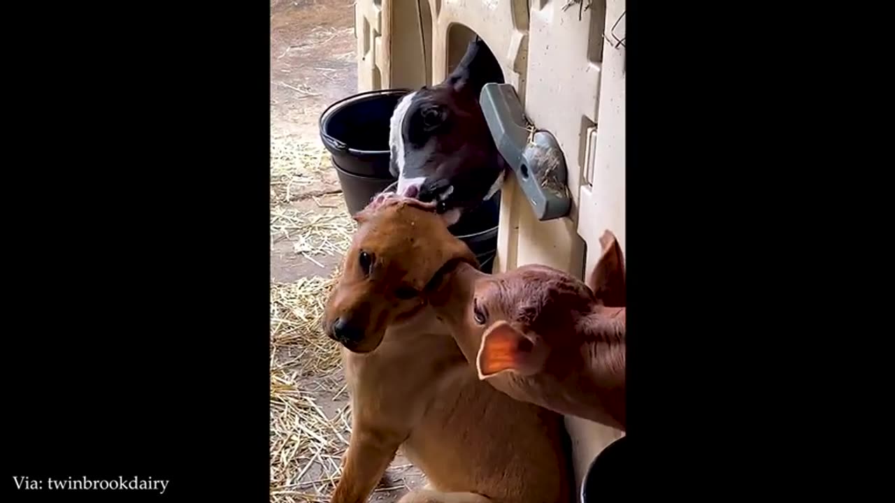 funny video 2025 change your mood