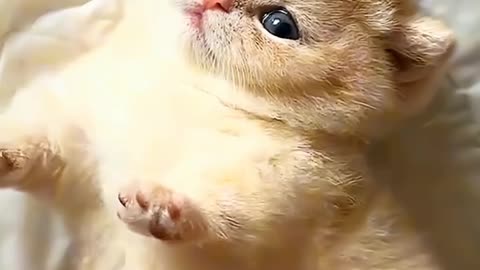 Cute Cat