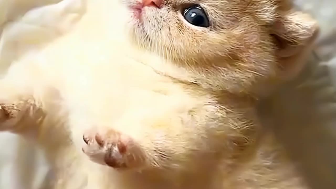 Cute Cat