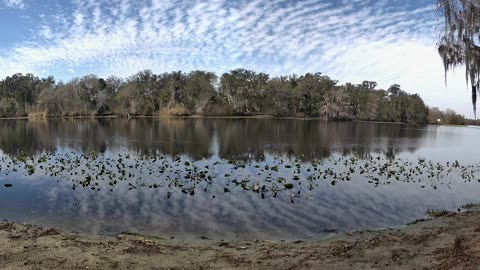 4K St. Johns River Time-Lapse: Florida Wildlife Magic 🐊🌿 (Feb 3, 2026)