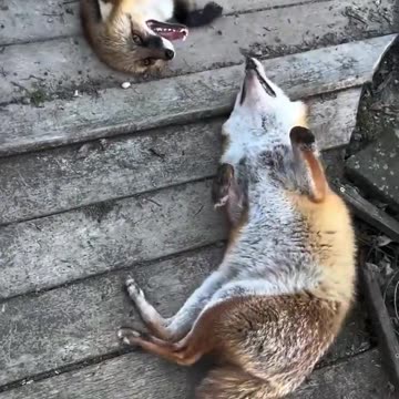 Severe case of ADHD 😊