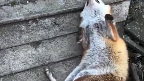 Severe case of ADHD 😊