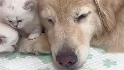 This Golden Retriever helps mother cat take care of her kittens ❤️
