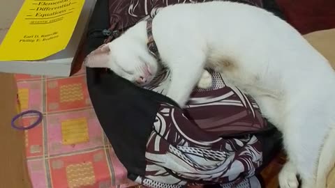 Back Pack Dreams 🐾💤