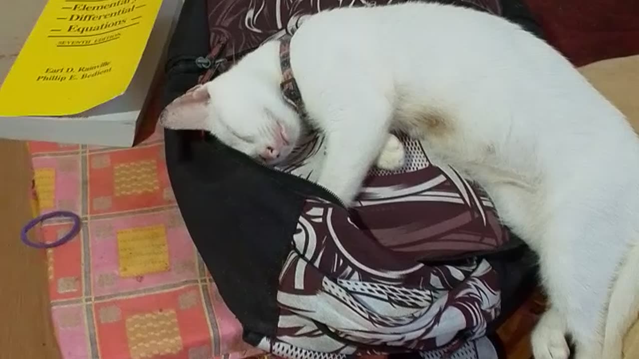 Back Pack Dreams 🐾💤