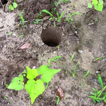 स्त्री | Stree | महिला