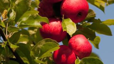 "Health Benefits of Eating an Apple Every Day | Best Time to Eat an Apple"