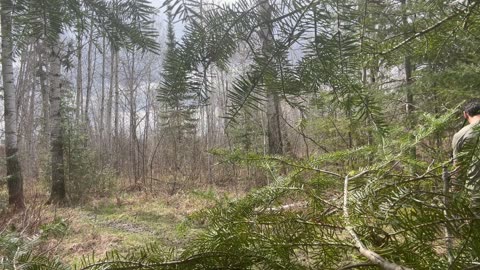 Birds, Tempest and CV2s in the woods