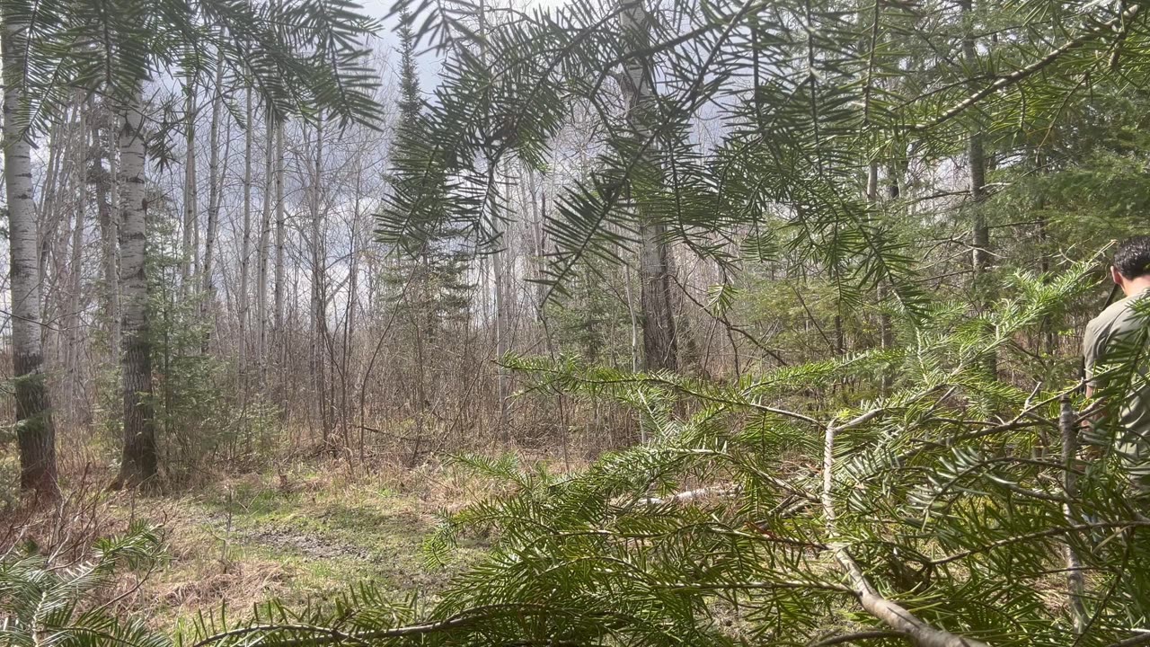 Birds, Tempest and CV2s in the woods