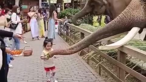 Funny animals | Belly elephant 😂