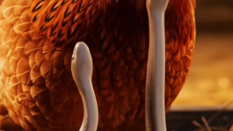 The Hen Who Adopted Snake Eggs