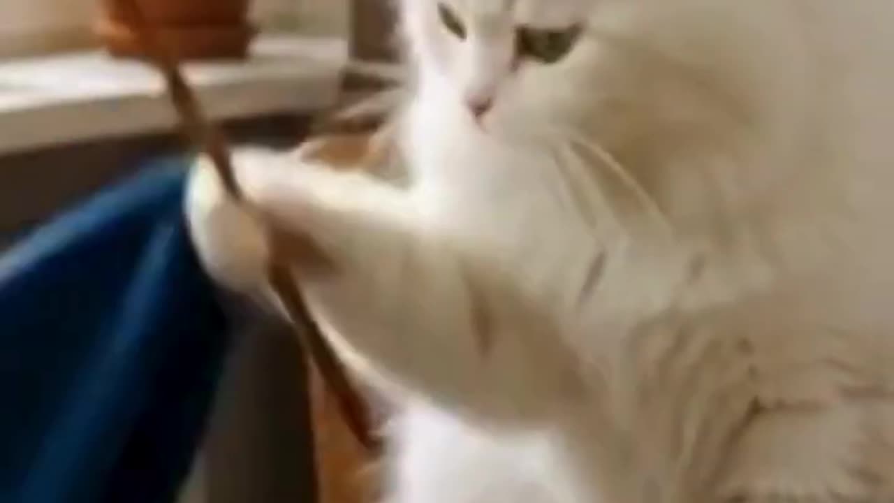 "What Disappears Next? Funny Cute Magic Cat Trick!