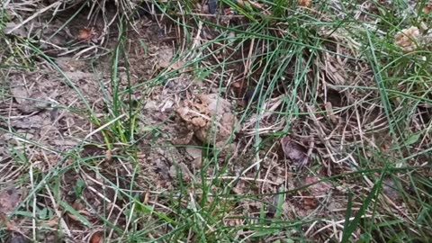 Toad