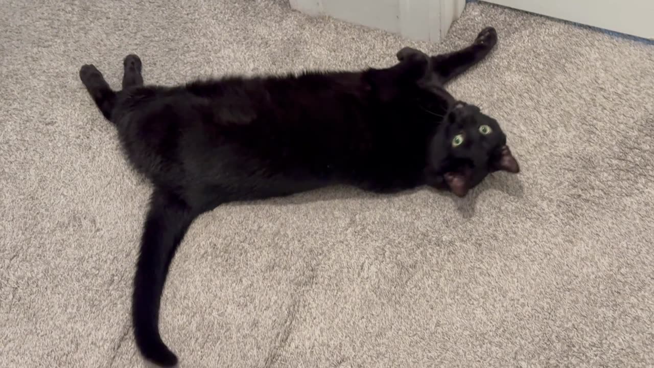 Cute Precious Piper Shows How to Keep Fit - Adopting a Cat from a Shelter Vlog