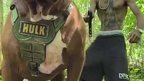 🐶 Pitbull, Rottweiler, and K9_ From Puppies to Giants 🚀 _ Amazing Transformation!