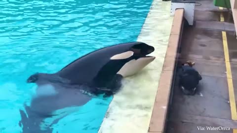 20 Minutes of the Funniest Animal Clips Ever