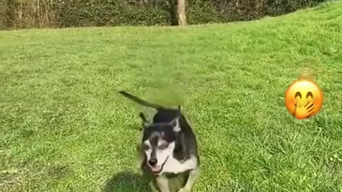 Funny Animal Videos