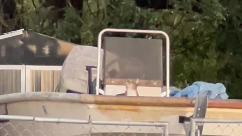 Tiger the Cat Having a Titanic Moment