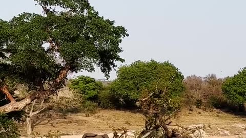 Elephant Teaches 20 Lions That He s The King #animal